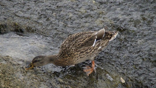 How to find ducks on fast moving water
