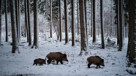 How to hunt hogs in winter