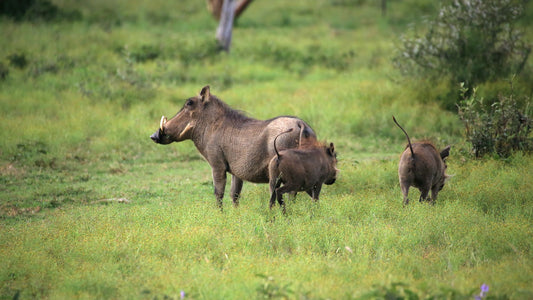 What are the advantages of hunting preserves